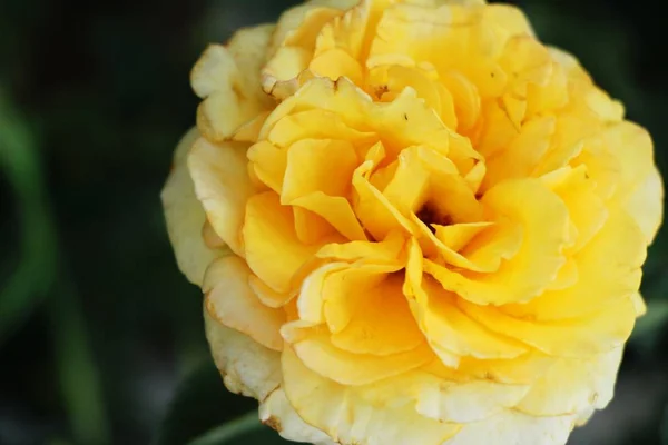 Hermosas Rosas Florecen Jardín — Foto de Stock