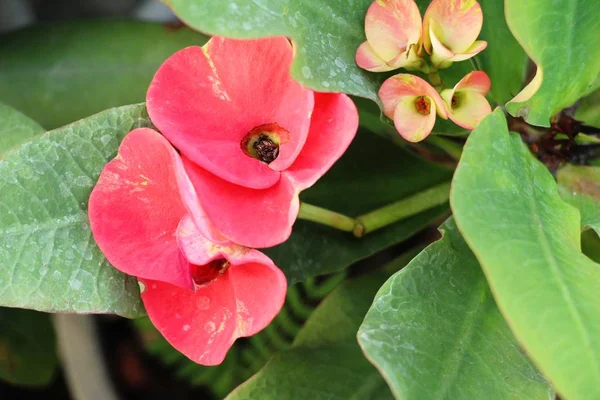 Euphorbia Milli Dornenkrone Der Natur — Stockfoto