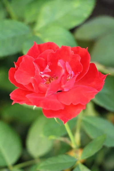 Lindas Rosas Estão Florescendo Jardim — Fotografia de Stock