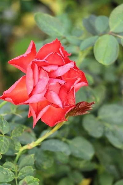 Hermosas Rosas Florecen Jardín — Foto de Stock