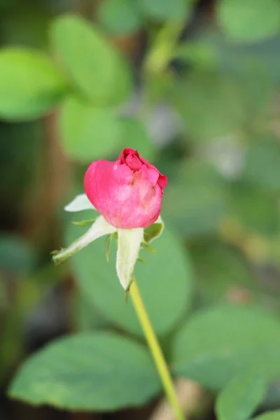 Hermosas Rosas Florecen Jardín — Foto de Stock