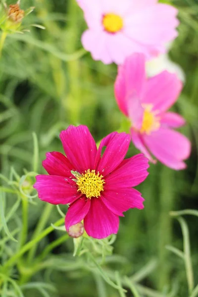 Belles Fleurs Colorées Cosmos Dans Jardin — Photo