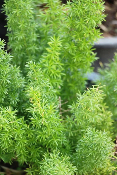 Farn Ist Schön Garten Mit Der Natur — Stockfoto