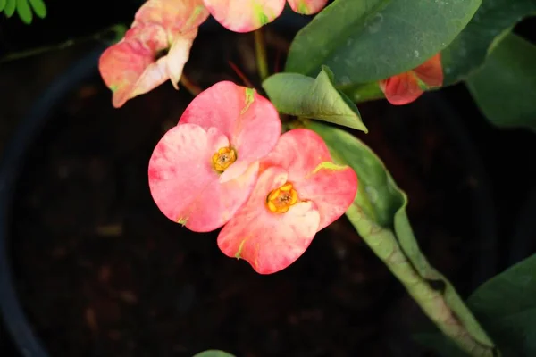 Euphorbia Milli Corona Espinas Naturaleza — Foto de Stock