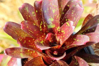 Bromeliad Çiçek bahçesinde bulunan doğa