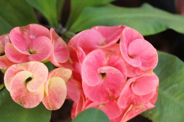 Atatürk milli doğada dikenli taç