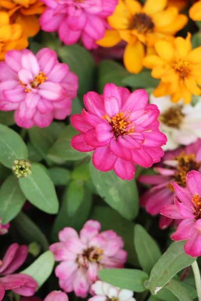 Mooie Bloei Kleurrijke Bloemen Tuin — Stockfoto