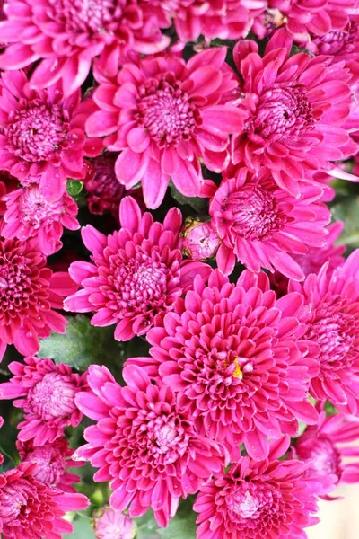 Chrysanthemums Цветок Красивый Саду — стоковое фото