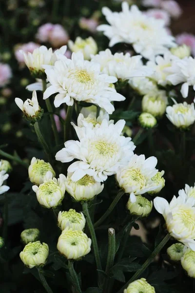 Ogrodzie Dyspozycji Gości Jest Piękny Kwiat Chryzantemy — Zdjęcie stockowe