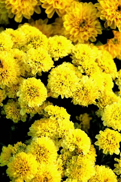 Ogrodzie Dyspozycji Gości Jest Piękny Kwiat Chryzantemy — Zdjęcie stockowe