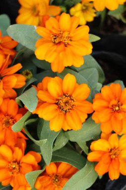 Bahçede güzel renkli çiçek