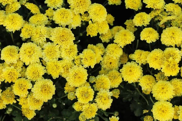 Chrysanthemen Blühen Schön Garten — Stockfoto