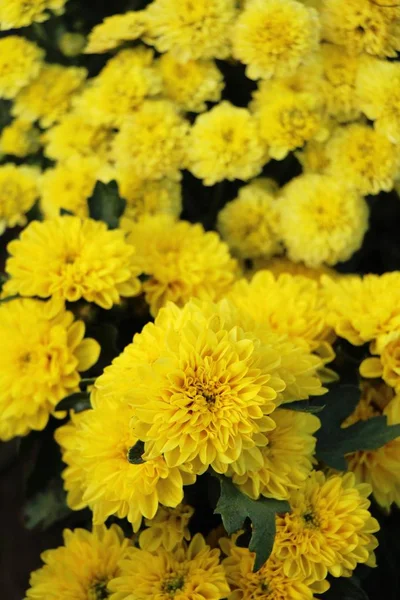 Flor Crisantemos Hermosa Jardín — Foto de Stock