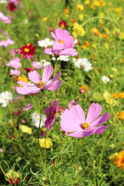 Mooie Kosmos Kleurrijke Bloemen Tuin — Stockfoto