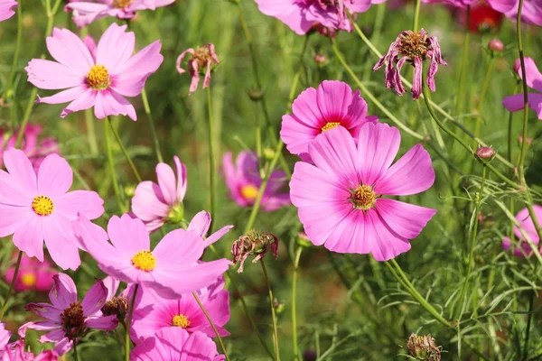 Belles Fleurs Colorées Cosmos Dans Jardin — Photo