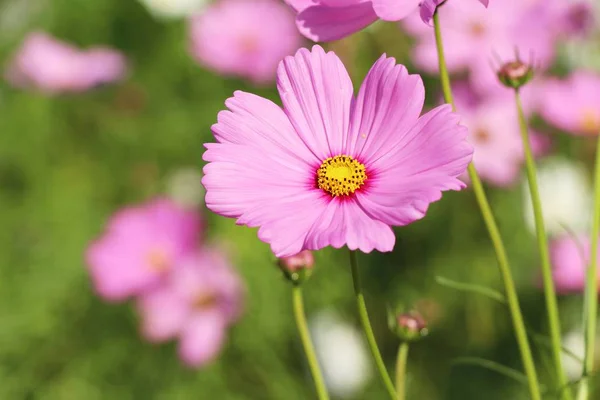 Vackra Kosmos Färgglada Blommor Trädgården — Stockfoto