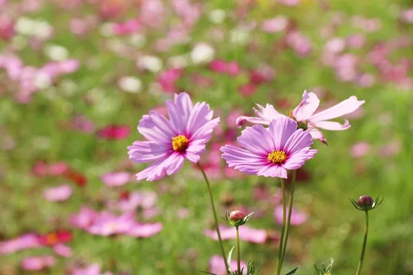 Beautiful Cosmos Colorful Flowers Garden — Stock Photo, Image