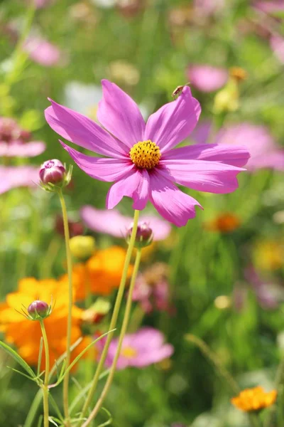 Mooie Kosmos Kleurrijke Bloemen Tuin — Stockfoto