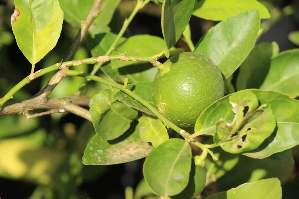 Limon Bahçesinde Ağaç Üzerinde — Stok fotoğraf