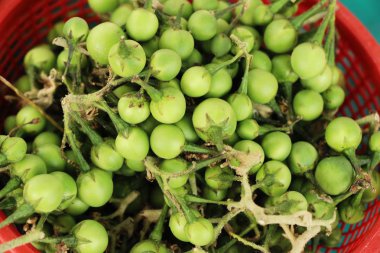 Taze patlıcan yeşil organik bir grup olduğunu