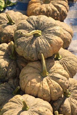 Belgili tanımlık çarşı içinde yemek pişirmek için taze kabak
