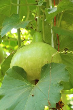 Bahçedeki doğa ile taze su kabakları