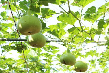 Bahçedeki doğa ile taze su kabakları
