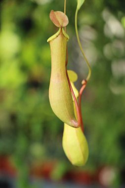 tropikal sürahi bitkiler veya maymun bardak Bahçe