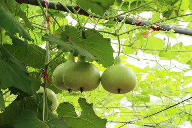 Bahçedeki doğa ile taze su kabakları