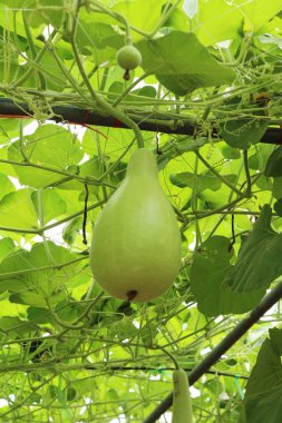 Bahçedeki doğa ile taze su kabakları