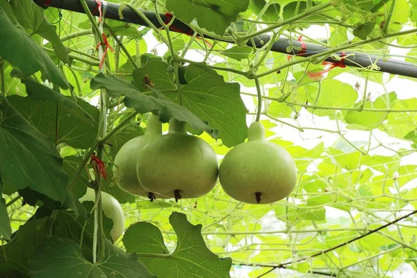 Bahçedeki doğa ile taze su kabakları