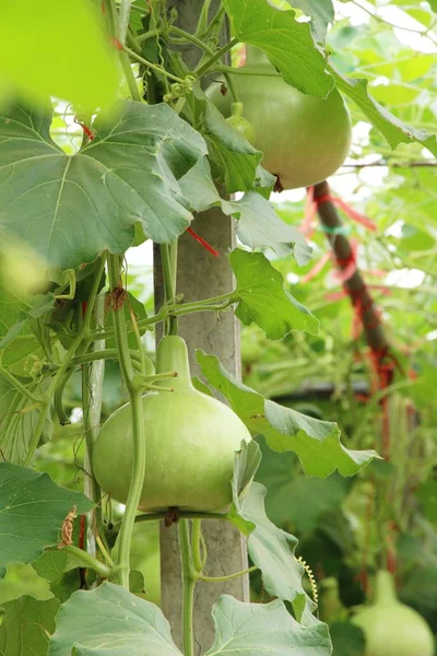 Verse Kalebas Met Natuur Tuin — Stockfoto