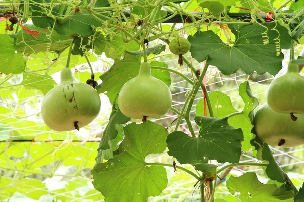 Verse Kalebas Met Natuur Tuin — Stockfoto