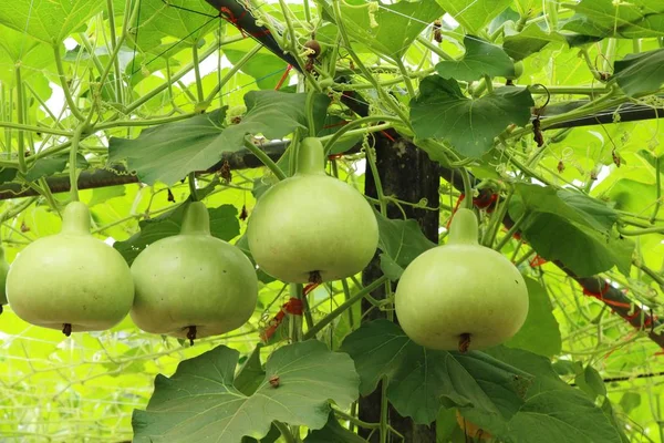 Bahçedeki doğa ile taze su kabakları