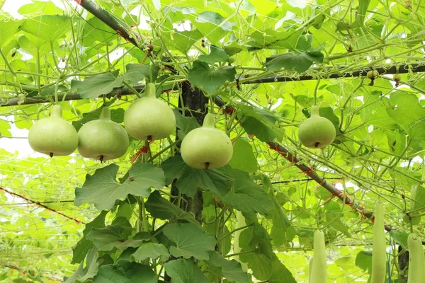 Verse Kalebas Met Natuur Tuin — Stockfoto