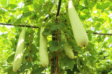 Bahçedeki doğa ile kış kavun