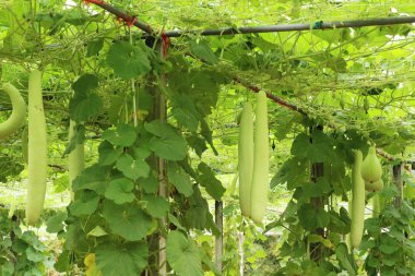 Bahçedeki doğa ile kış kavun