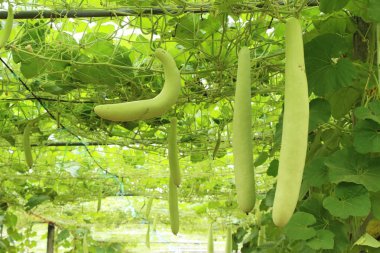 Bahçedeki doğa ile kış kavun