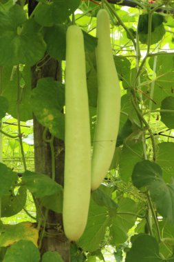 Bahçedeki doğa ile kış kavun