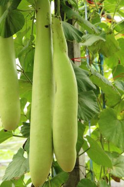 Bahçedeki doğa ile kış kavun