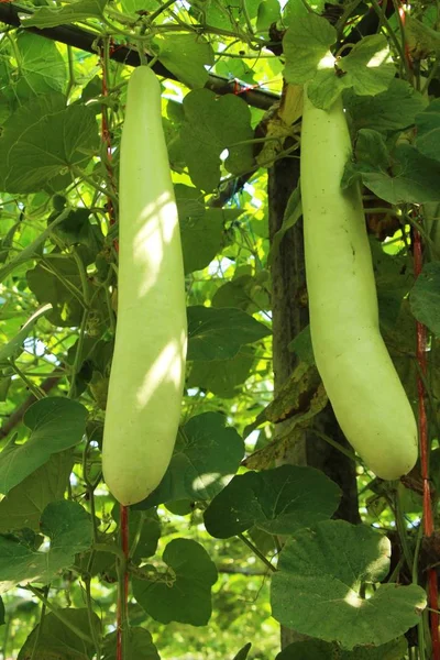 Bahçedeki doğa ile kış kavun