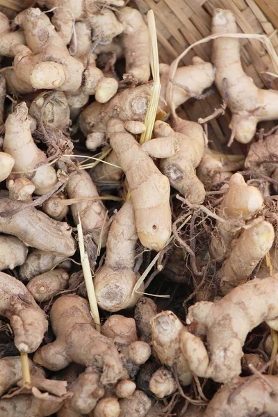 Frische Kurkuma Wurzel Ist Kraut Für Die Gesundheit — Stockfoto