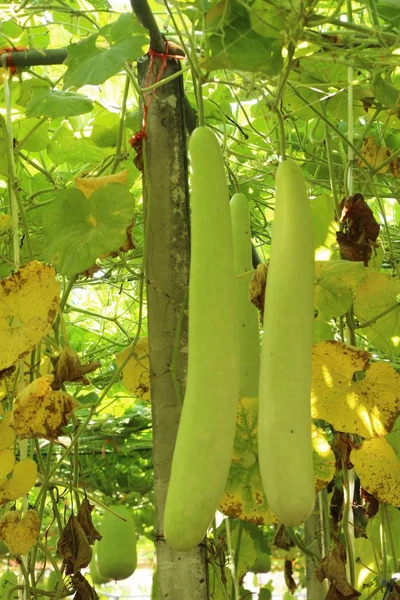 Bahçedeki doğa ile kış kavun