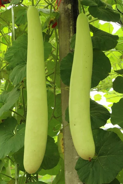 Winter melon with nature in the garden