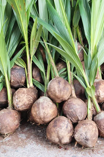 Broto Coco Para Plantio Jardim — Fotografia de Stock