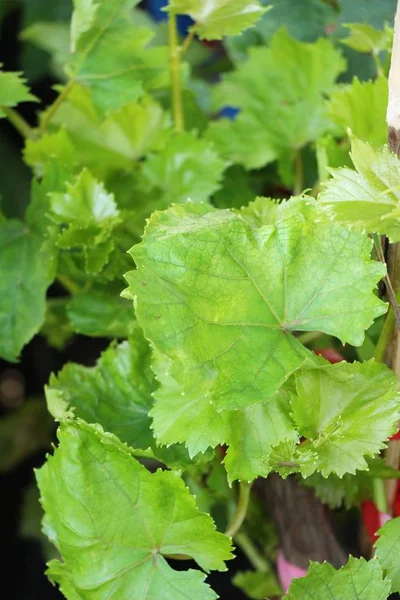 Grape Leaves New Sprouting Vineyard — Stock Photo, Image