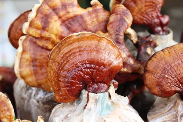 Reishi mantar veya Ganoderma Lucidium doğa ile