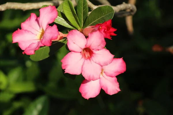 Azalea Virágok Egy Gyönyörű Kertben — Stock Fotó