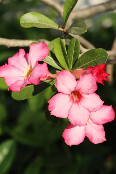 Azalea Virágok Egy Gyönyörű Kertben — Stock Fotó