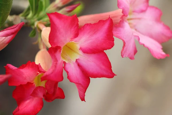 Azalea Flowers Beautiful Garden — Stock Photo, Image